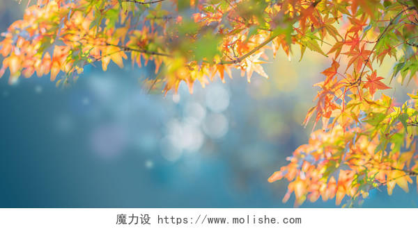 蓝色渐变文艺枫叶秋天秋季活动背景展板